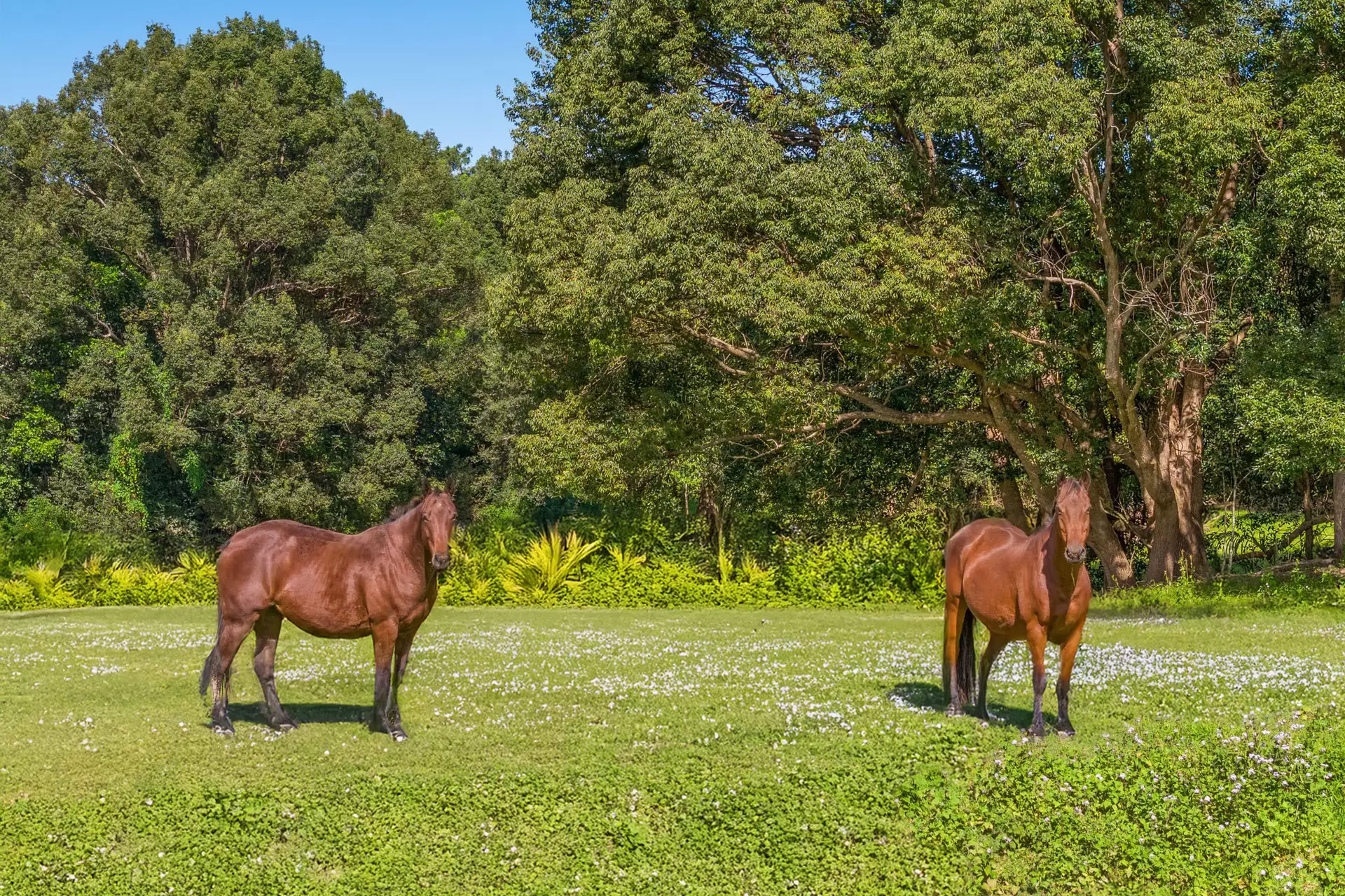 Photo #2: 155 Main Arm Road, Mullumbimby - For Sale by Byron Bay Sotheby's International Realty