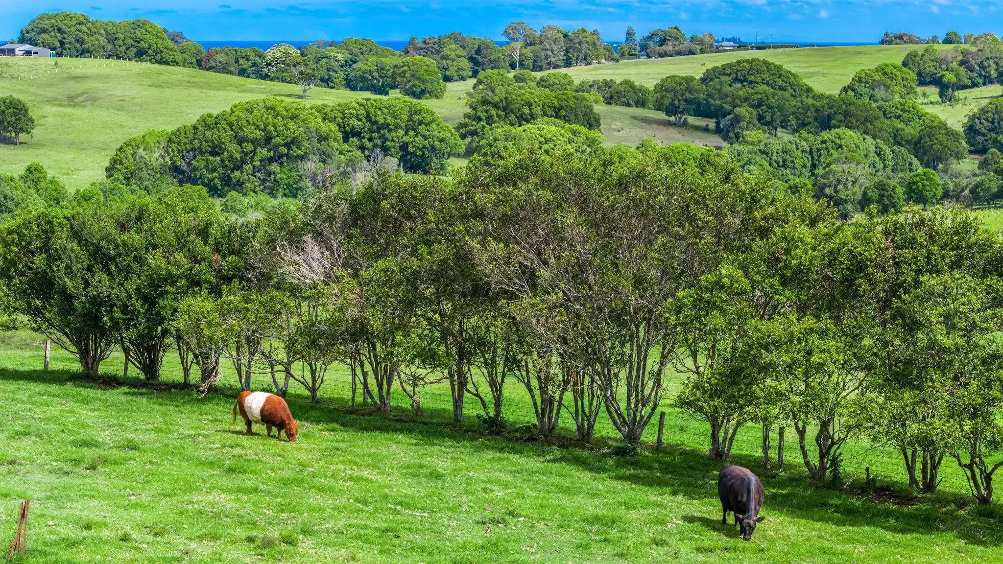 Photo #27: 186 Broken Head Road, Newrybar - Sold by Byron Bay Sotheby's International Realty