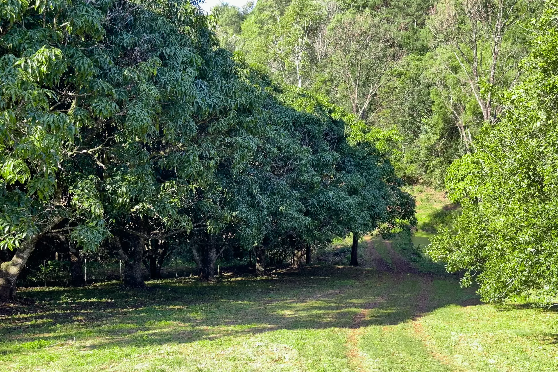 Photo #29: 412 Repentance Creek Road, Repentance Creek - For Sale by Byron Bay Sotheby's International Realty