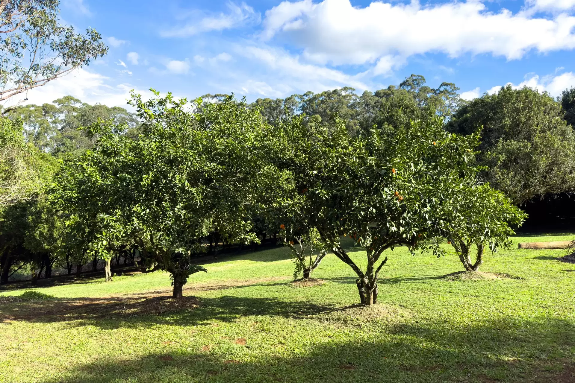 Photo #30: 412 Repentance Creek Road, Repentance Creek - For Sale by Byron Bay Sotheby's International Realty
