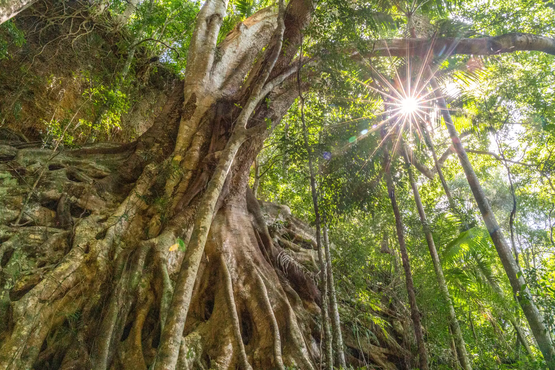 Photo #22: 307 Skinners Shoot Road, Skinners Shoot - Sold by Byron Bay Sotheby's International Realty