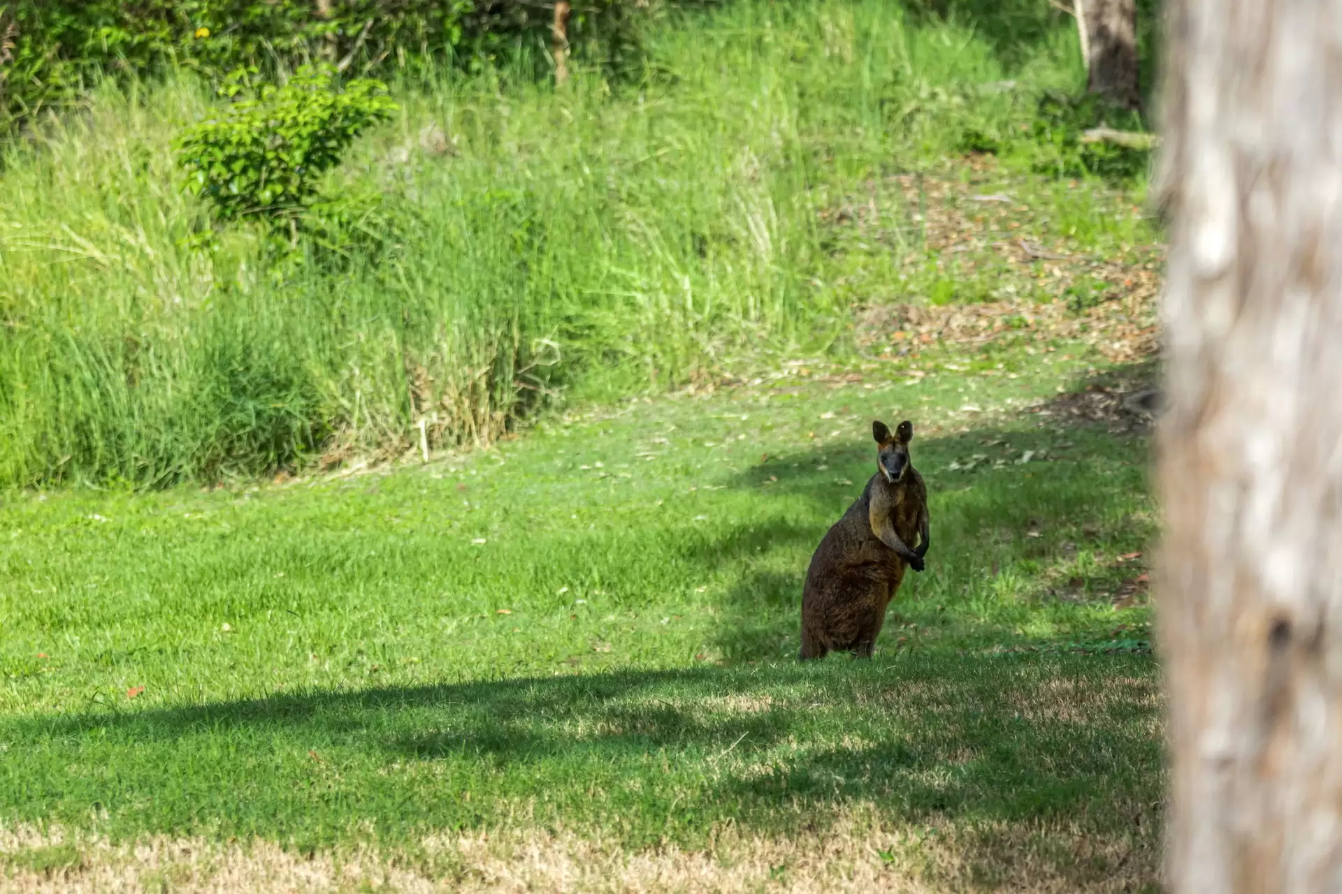 Photo #29: 6/31 Hayters Drive, Suffolk Park - For Sale by Byron Bay Sotheby's International Realty