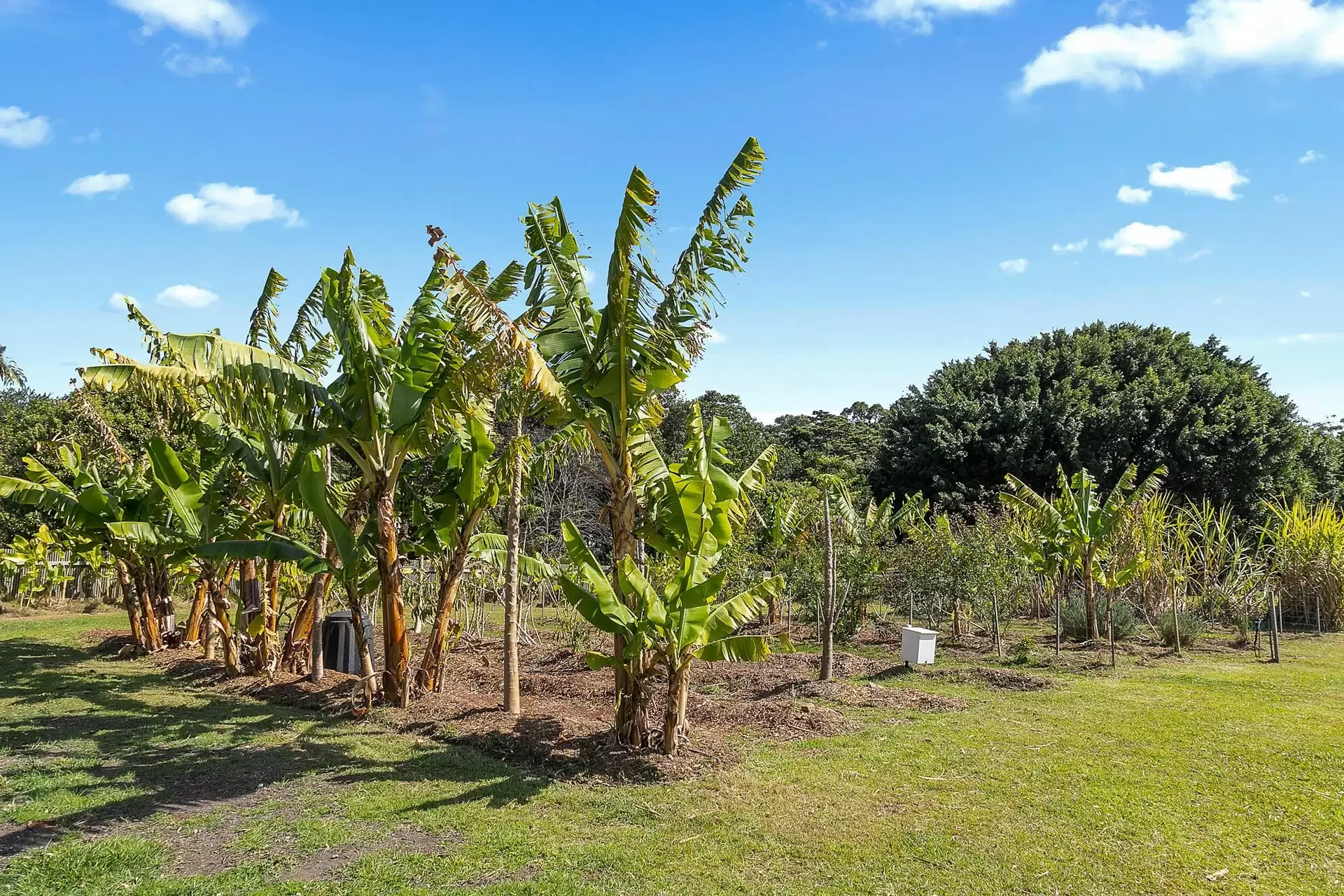 Photo #27: 11 Citriadora Drive, Ewingsdale - For Sale by Byron Bay Sotheby's International Realty