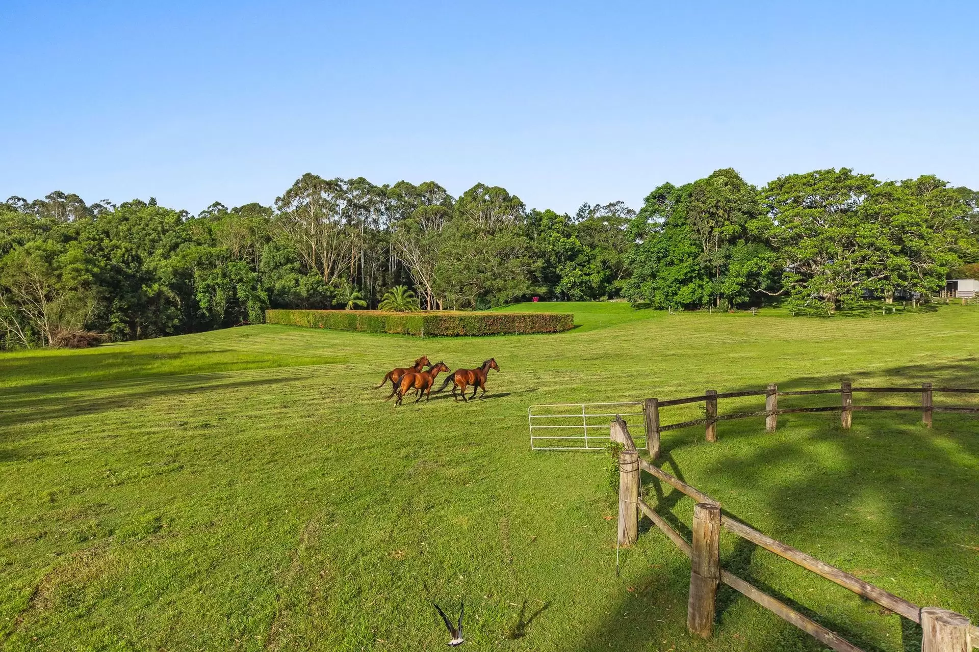 Photo #13: 711 Federal Drive, Federal - For Sale by Byron Bay Sotheby's International Realty