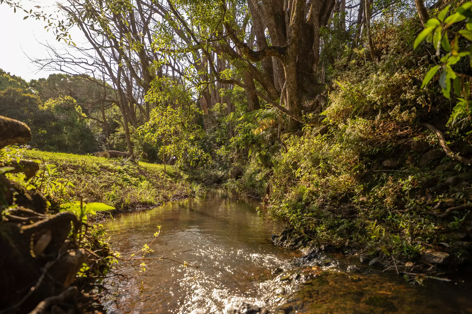 Photo #11: 4/150 Whian Road, Eureka - Sold by Byron Bay Sotheby's International Realty